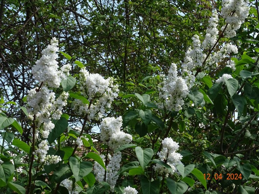  - Copacei si arbusti 2024