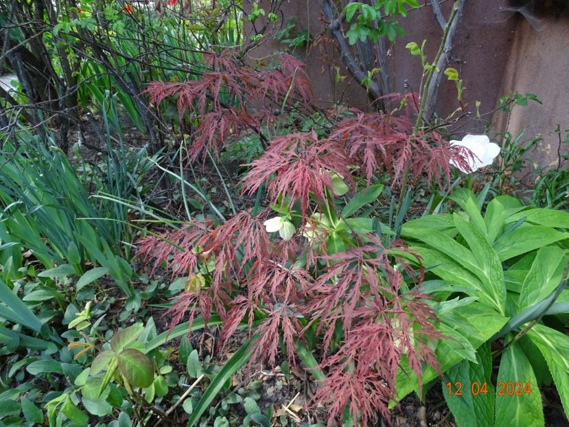  - Copacei si arbusti 2024