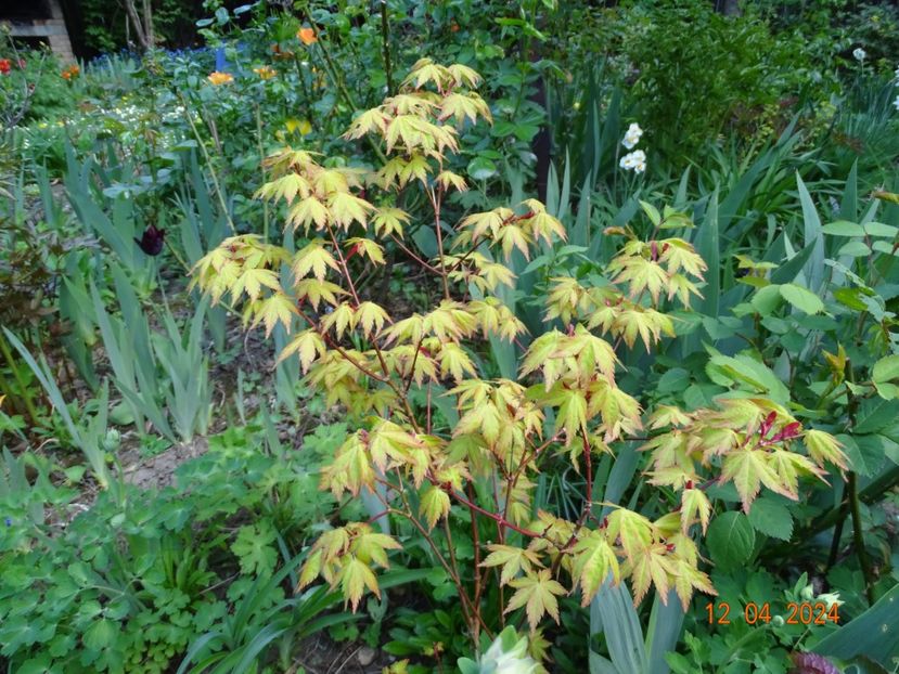  - Copacei si arbusti 2024