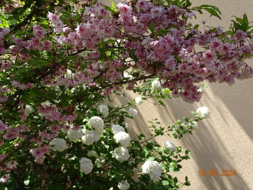  - Copacei si arbusti 2024