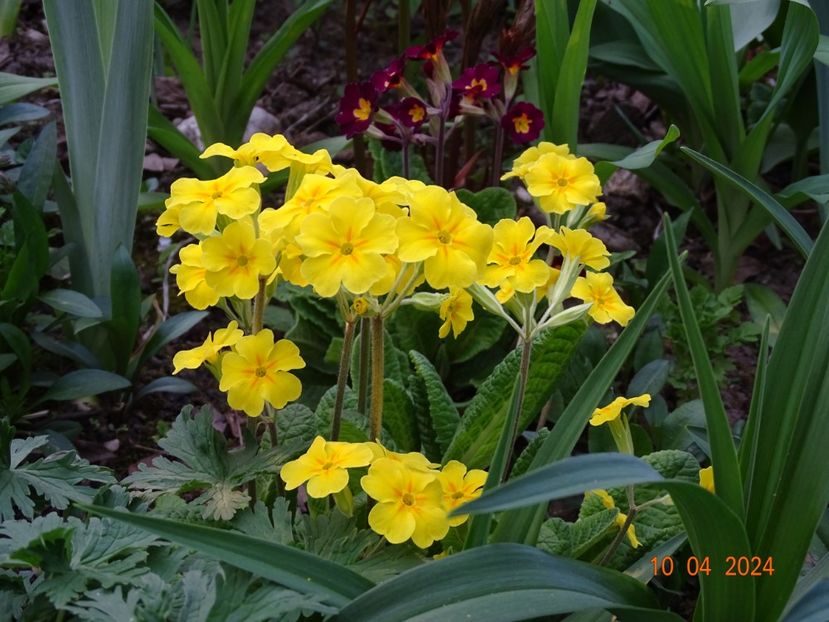  - Primule 2024