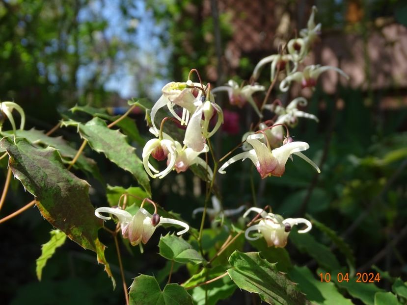 epimedium Domino - Primavara 2024