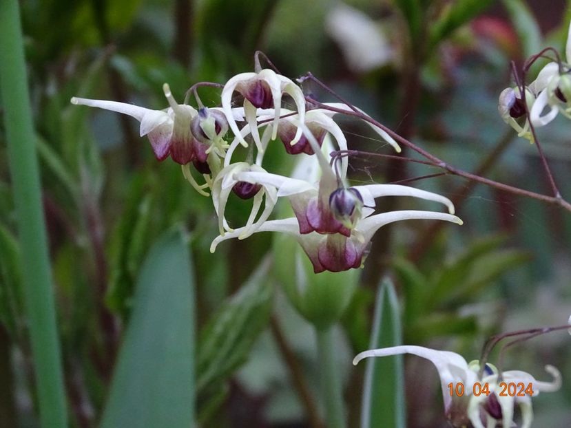 epimedium Domino - Primavara 2024