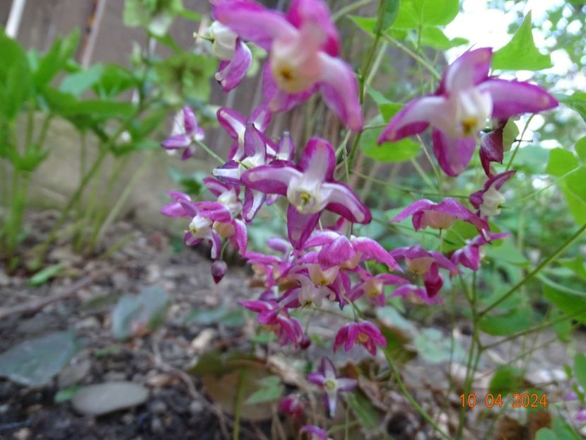 epimedium rubrum - Primavara 2024