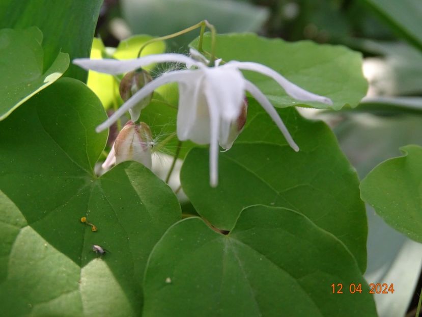 epimedium Yenomoto - Primavara 2024