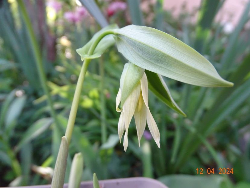 uvularia grandiflora - Primavara 2024