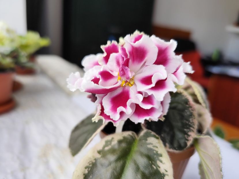 15 aprilie 2024 - EK Novogodnyaya Otkrytka