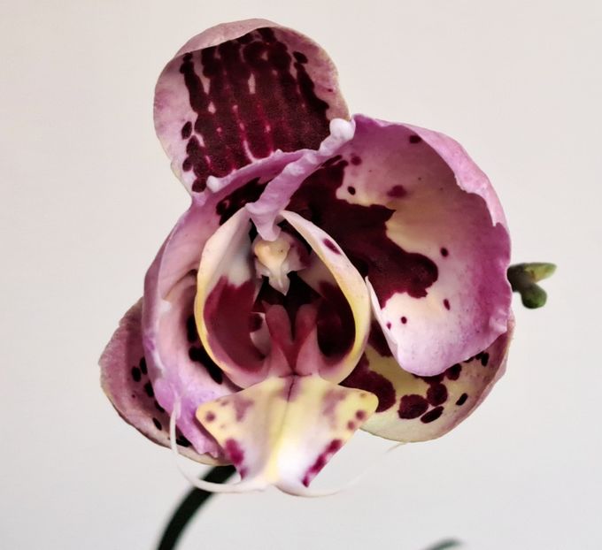 Miki Opera - Phalaenopsis 2