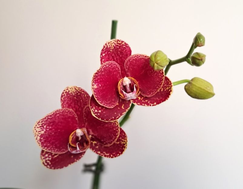 Sogo Rondini - Phalaenopsis 2