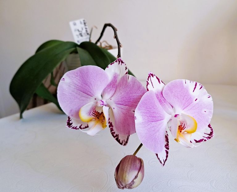 Art Nouveau - Phalaenopsis 2