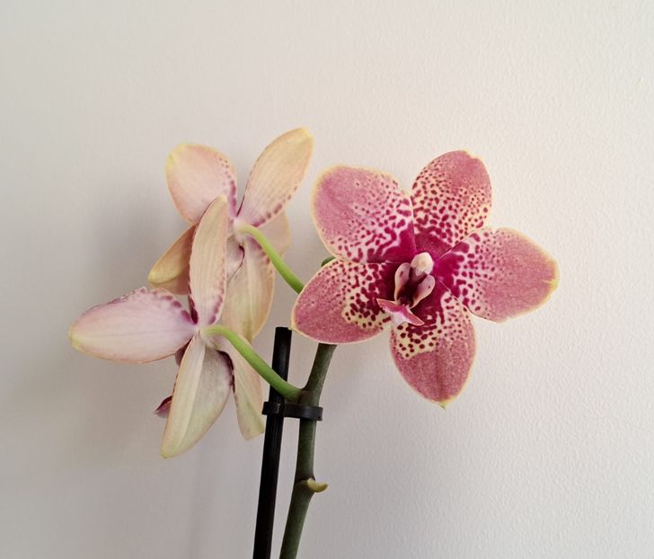 Cocodoro - Phalaenopsis 2