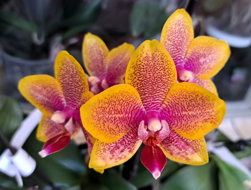 Sogo Lawrence - Phalaenopsis 2