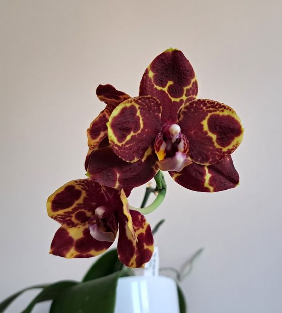 GW Green World 'Snakeskin' - Phalaenopsis 2