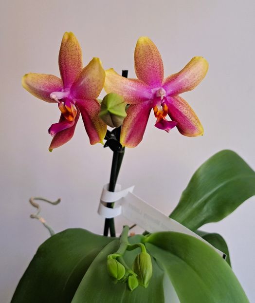 Sweet Memory Liodoro - Phalaenopsis 2