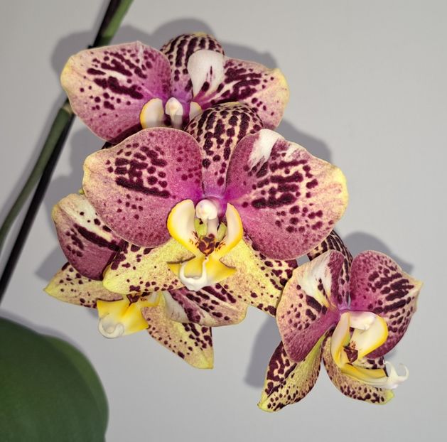  - Phalaenopsis 2