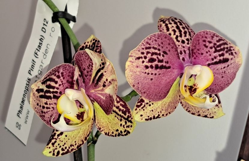  - Phalaenopsis 2