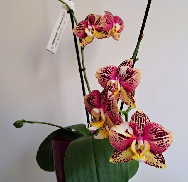  - Phalaenopsis 2