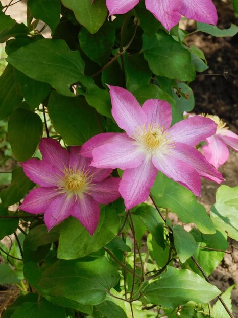  - Clematite 2024