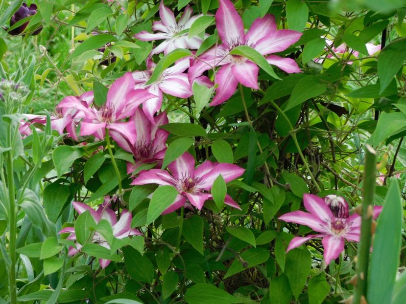  - Clematite 2024