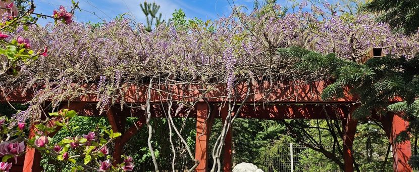  - Glicina de la Hapy în 2024