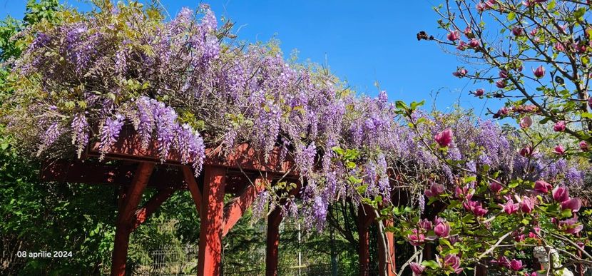  - Glicina de la Hapy în 2024