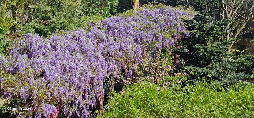  - Glicina de la Hapy în 2024