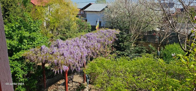  - Glicina de la Hapy în 2024