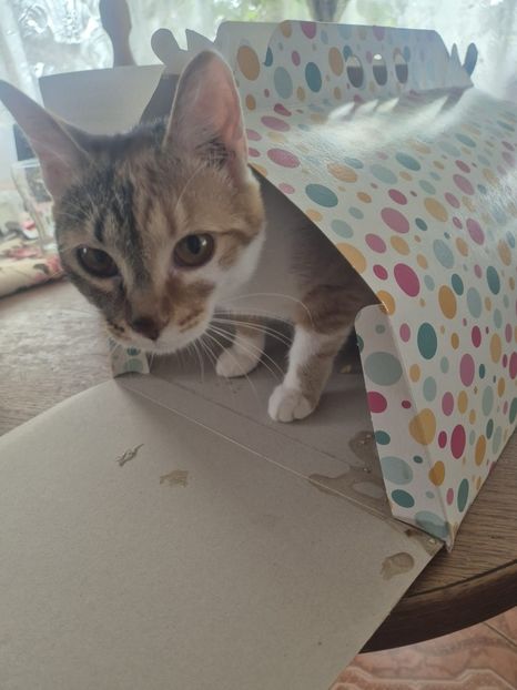  - Noi membri ai familiei