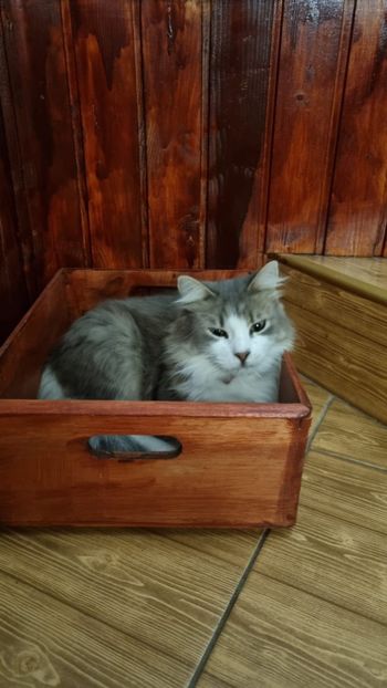  - Noi membri ai familiei