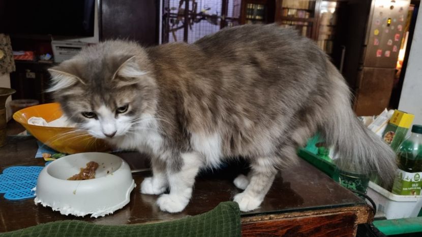  - Noi membri ai familiei