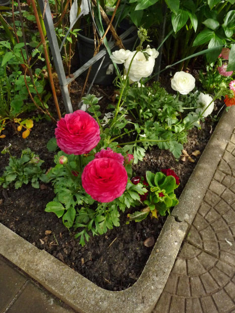  - 2024 - 01 - Primavara