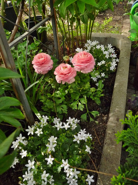  - 2024 - 01 - Primavara