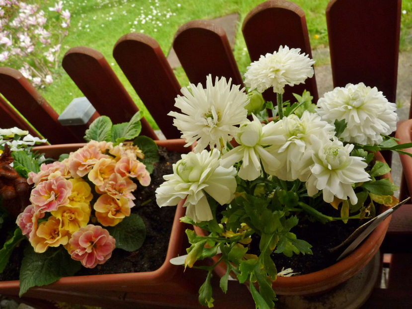  - 2024 - 01 - Primavara