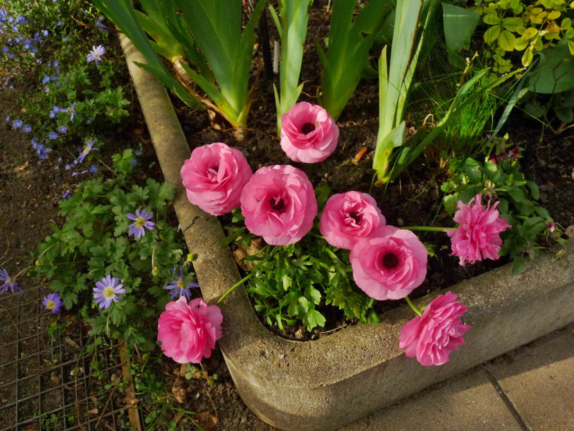  - 2024 - 01 - Primavara