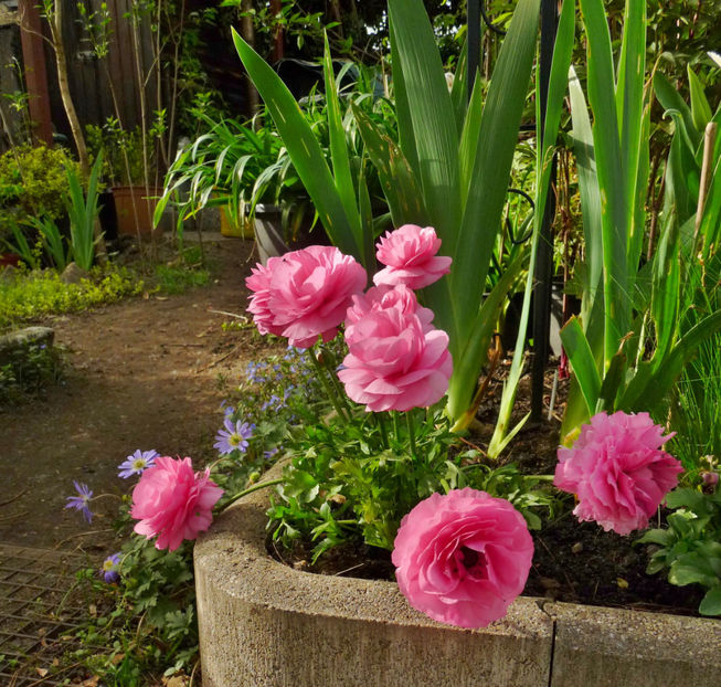  - 2024 - 01 - Primavara