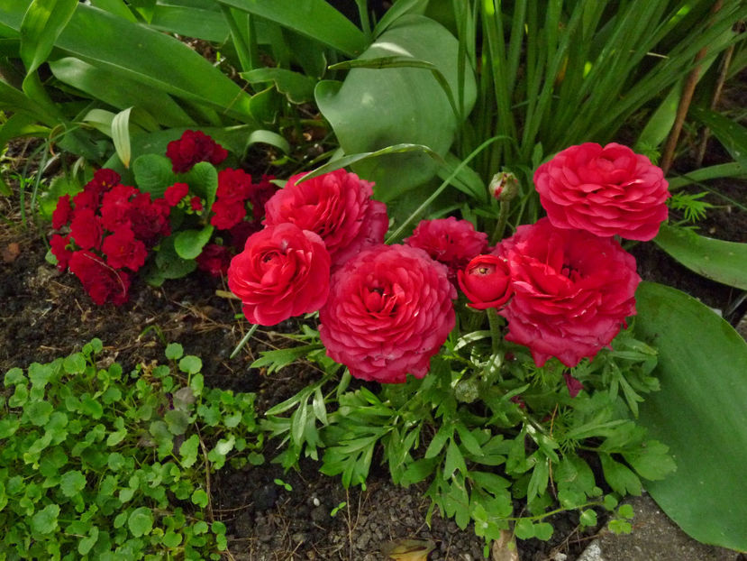  - 2024 - 01 - Primavara