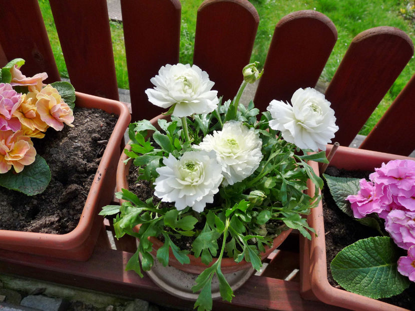  - 2024 - 01 - Primavara