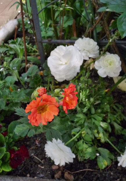  - 2024 - 01 - Primavara