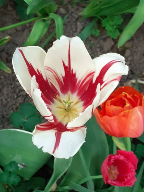  - FEBRUARIE- MARTIE- APRILIE