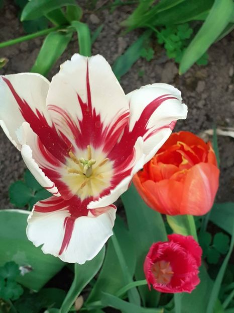  - FEBRUARIE- MARTIE- APRILIE