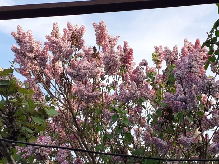  - FEBRUARIE- MARTIE- APRILIE