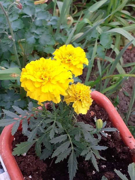  - FEBRUARIE- MARTIE- APRILIE