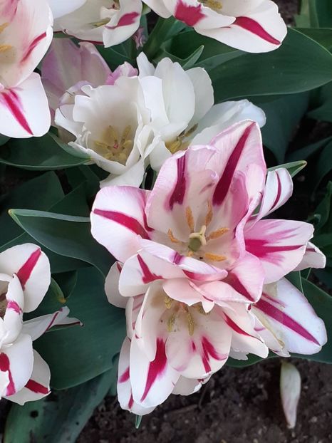  - FEBRUARIE- MARTIE- APRILIE