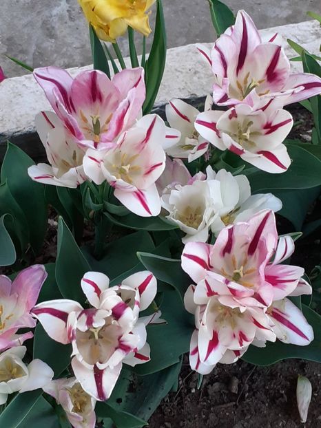  - FEBRUARIE- MARTIE- APRILIE