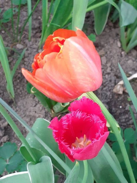  - FEBRUARIE- MARTIE- APRILIE