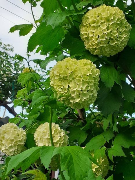  - FEBRUARIE- MARTIE- APRILIE