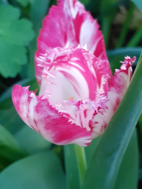  - FEBRUARIE- MARTIE- APRILIE