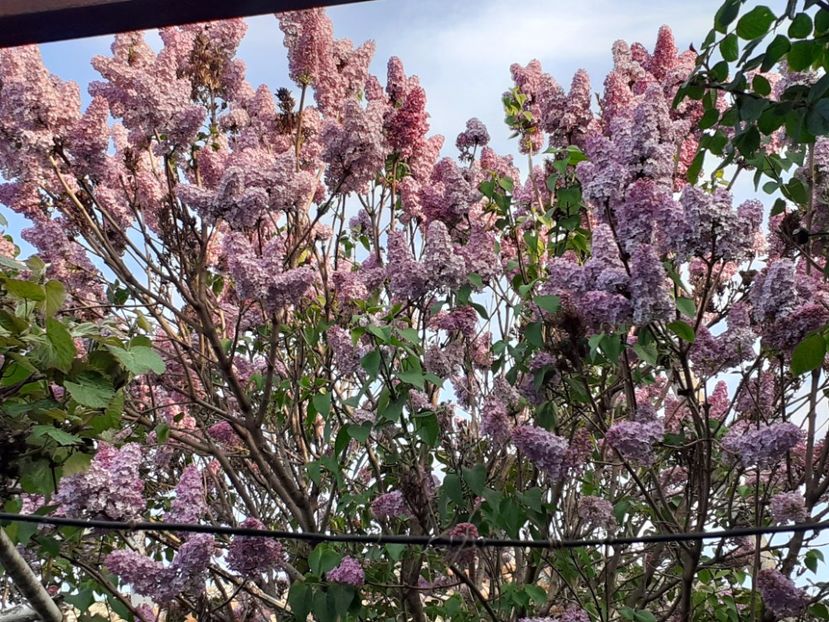  - FEBRUARIE- MARTIE- APRILIE