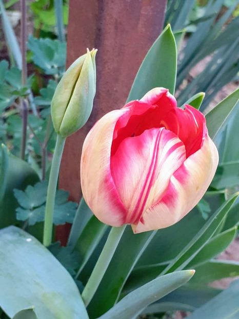 20240415_190444~3 - FEBRUARIE- MARTIE- APRILIE