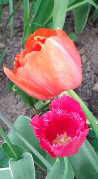 20240415_185151~2 - FEBRUARIE- MARTIE- APRILIE